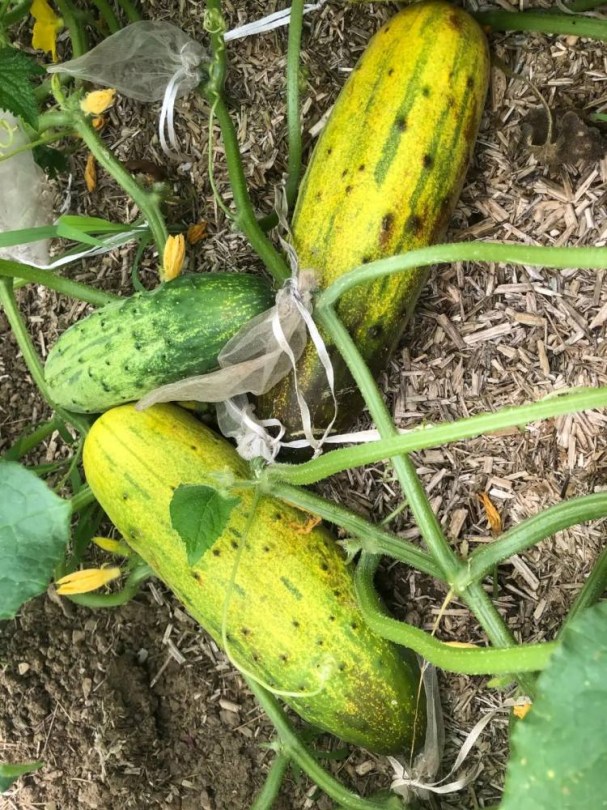 Erdélyi Salome uborka, Cucumis sativus, uborka